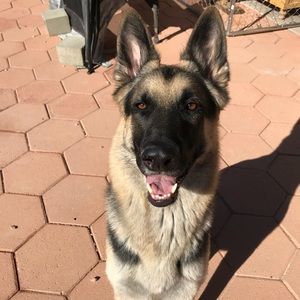 Meet your Posher, Morgan